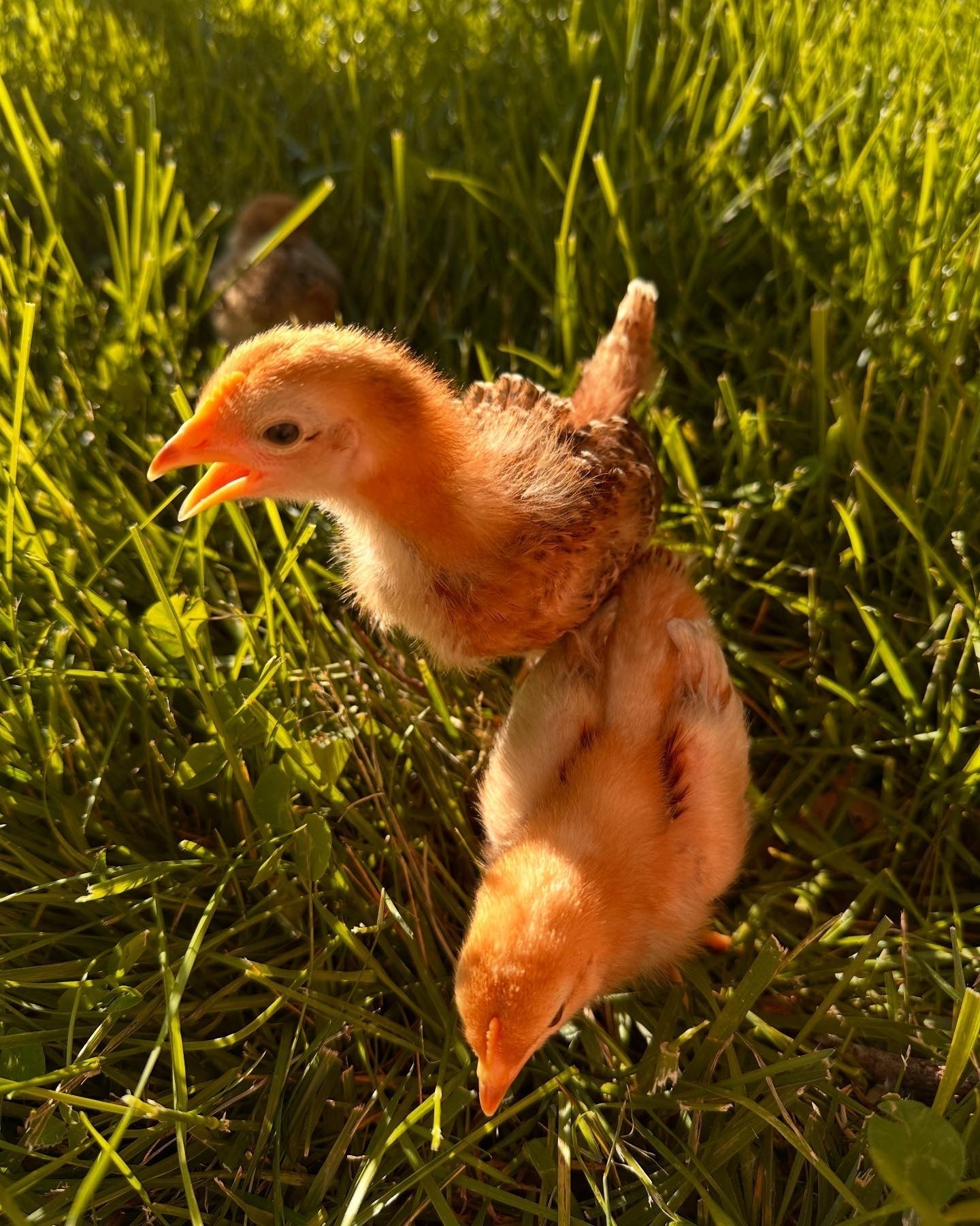 Friendly Hens