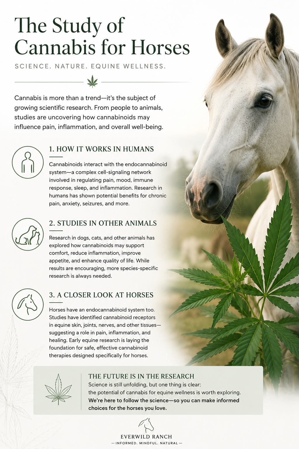 The Study of Cannabis For Horses