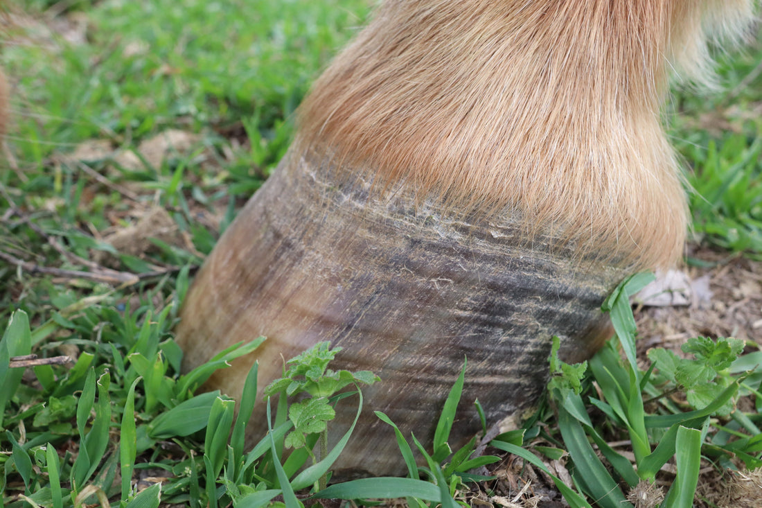 Why I Believe Cannabis Could Benefit Equine Wellness