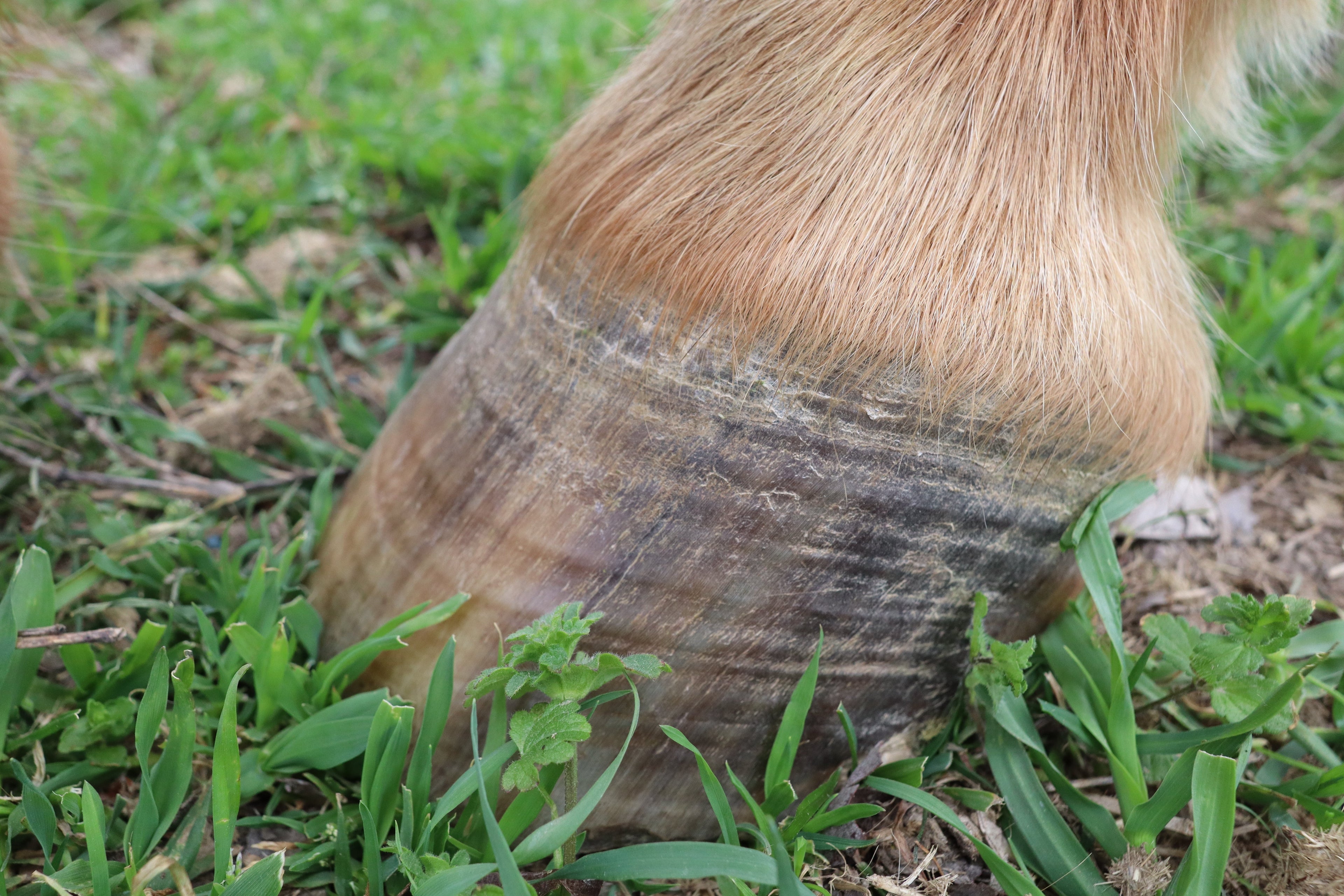 Why I Believe Cannabis Could Benefit Equine Wellness