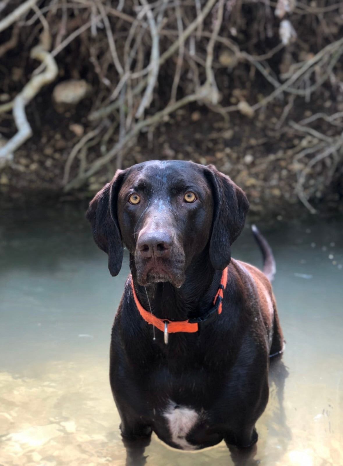 To My Soul Dog