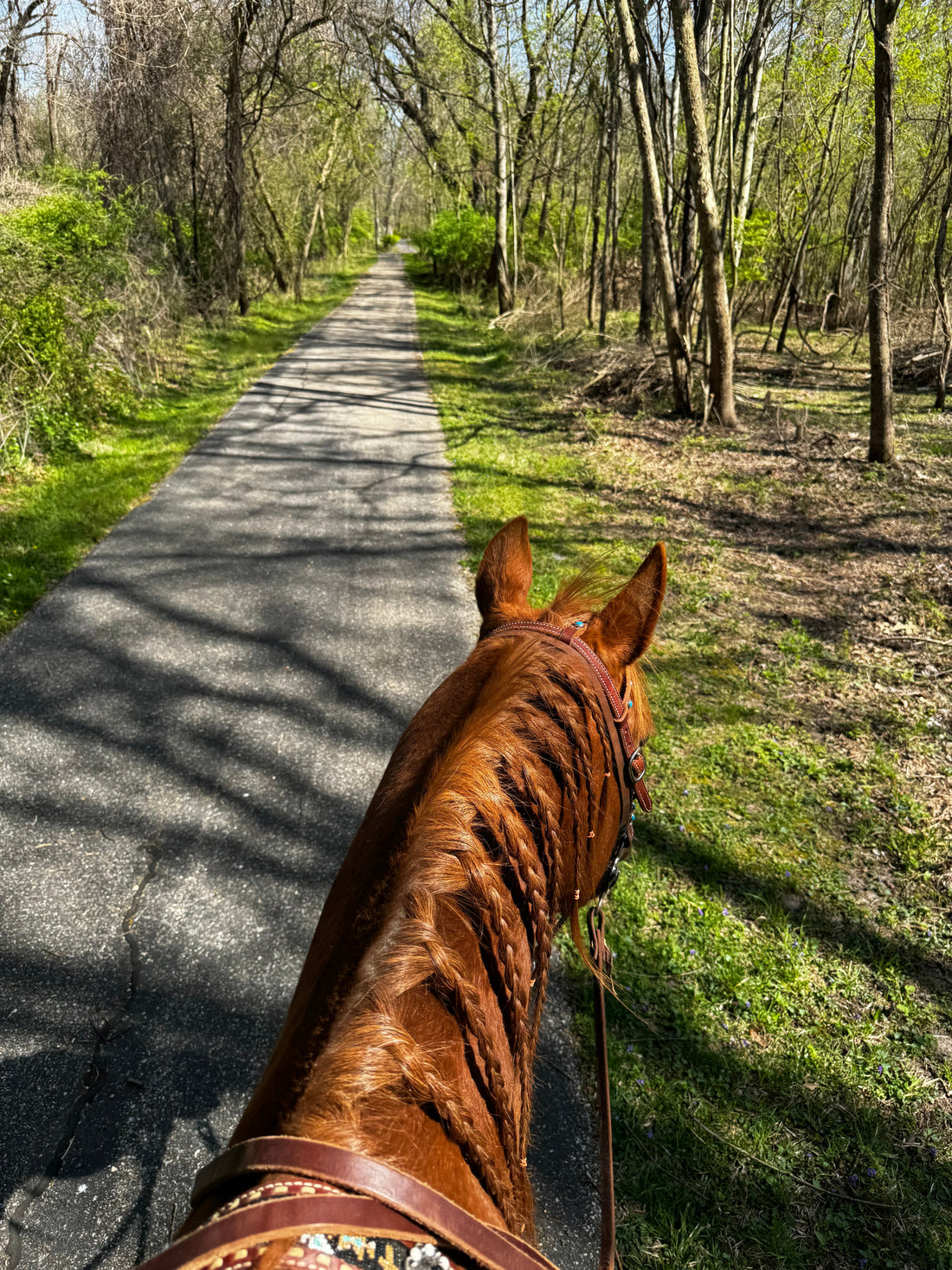 What Horses Teach Us About Nervous-System Regulation