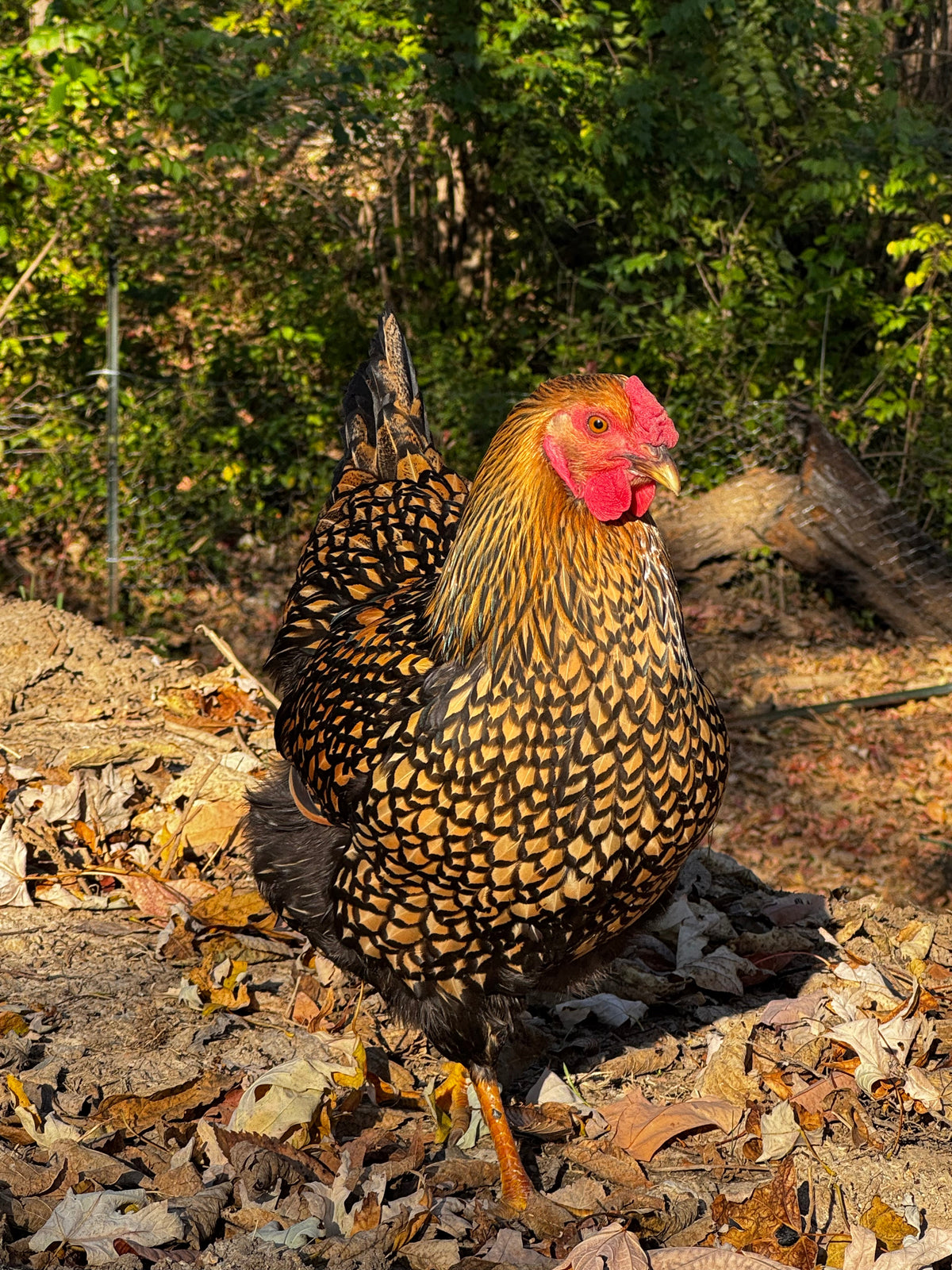 Friendly Hens