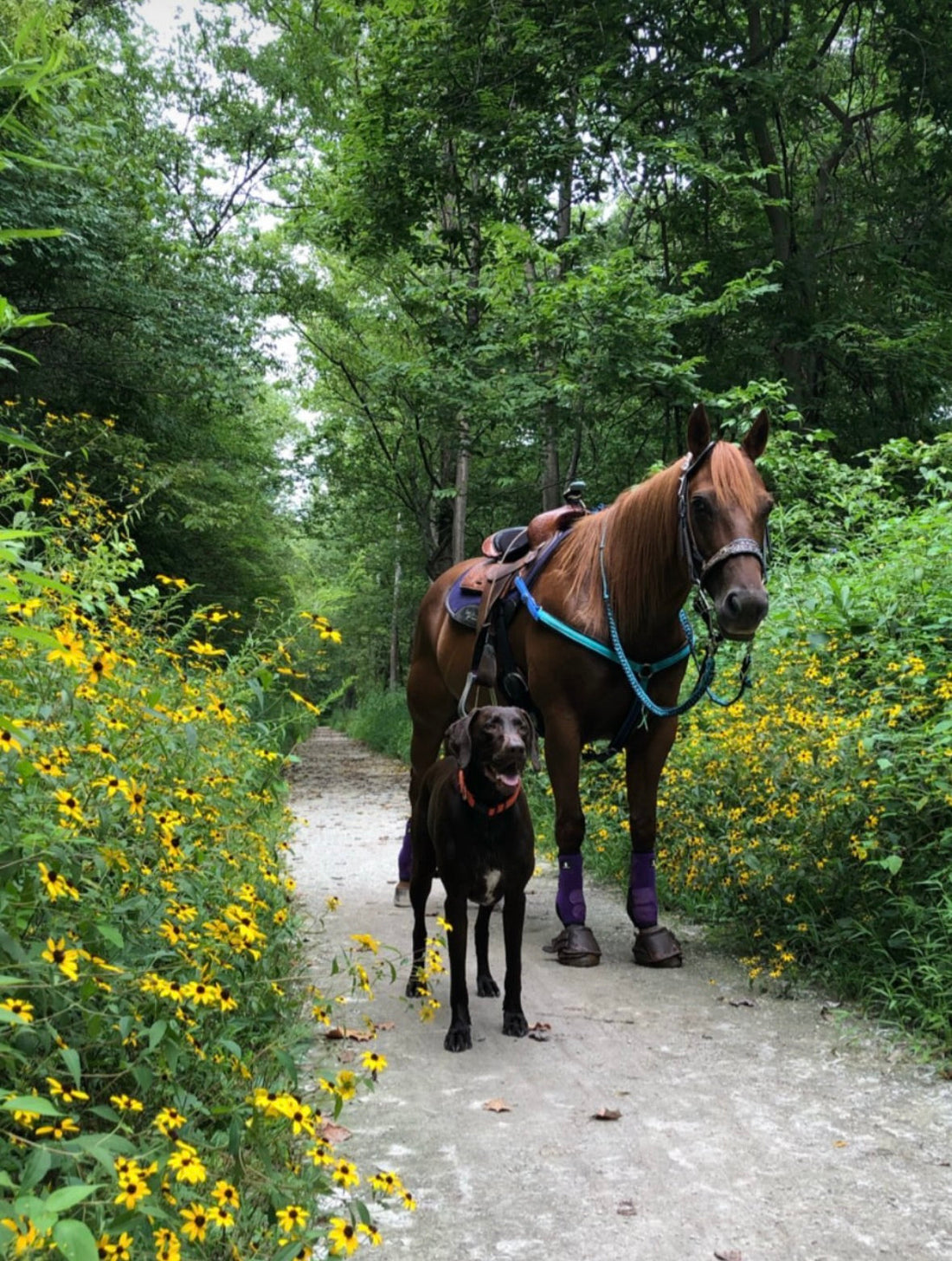 Why Prevention Is the Best Medicine for Your Animals