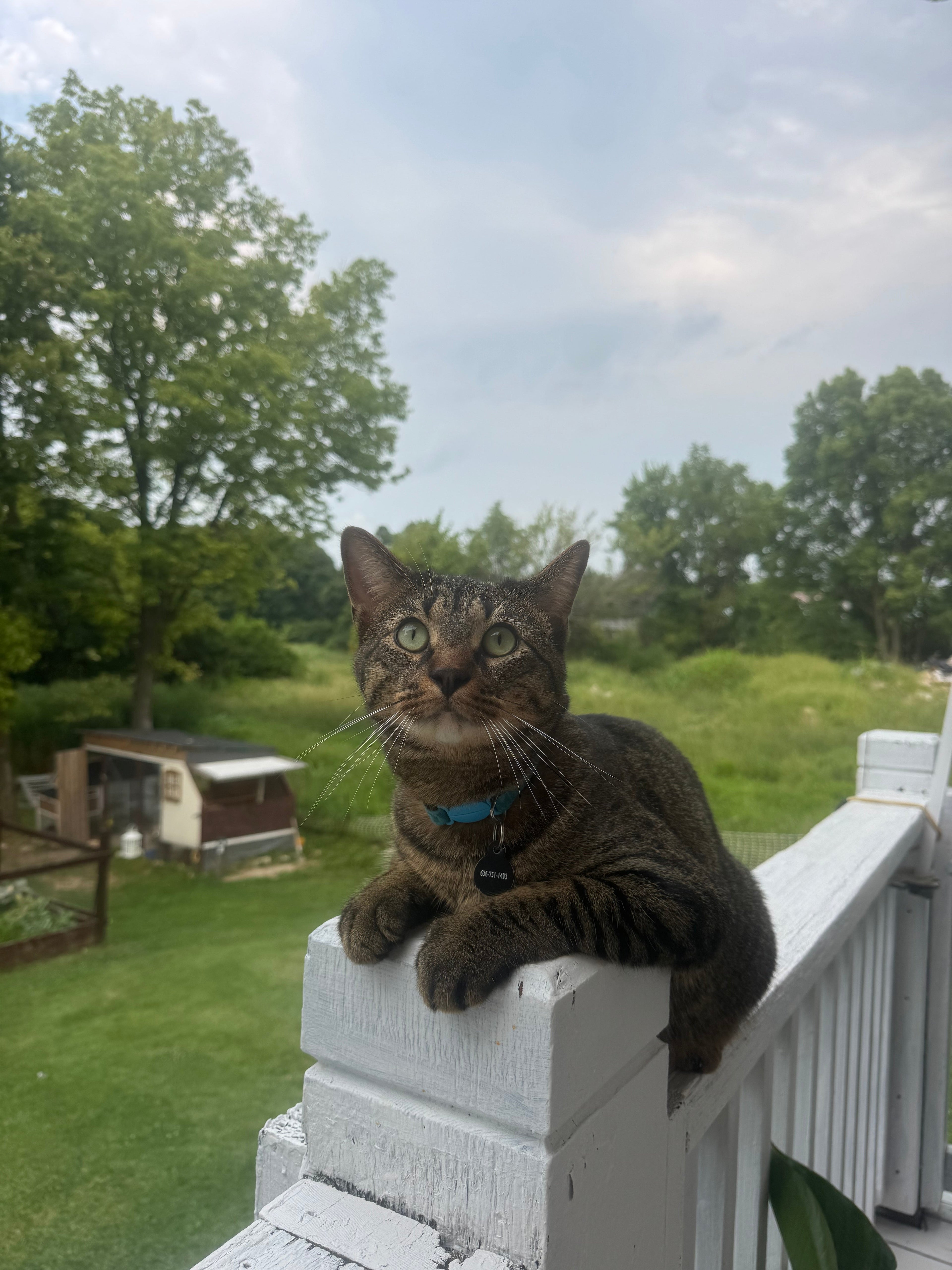 Bringing Home a Cat: Creating Safety, Trust & a Healthy Home